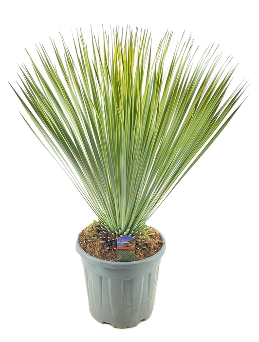 <h4>Yucca Rostrata</h4>