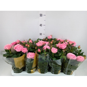 Rosa  'Adele Kordana Grande'