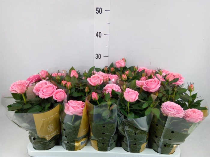 <h4>Rosa  'Adele Kordana Grande'</h4>