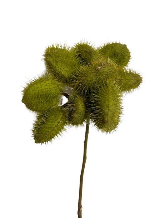 <h4>Achiote Green</h4>