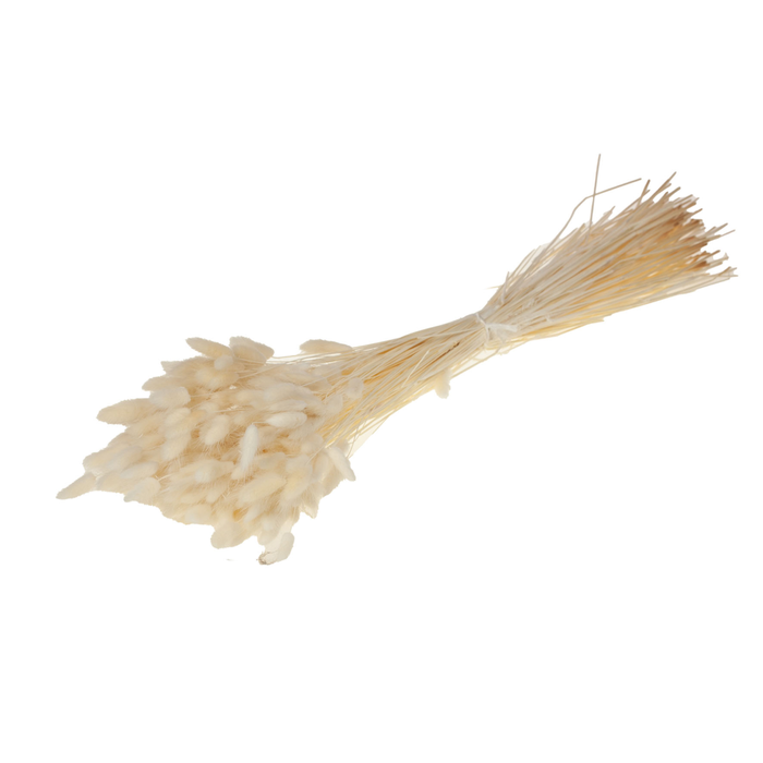 <h4>Lagurus Ovatus Bleached White</h4>