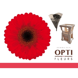 Germini Nirvana Water