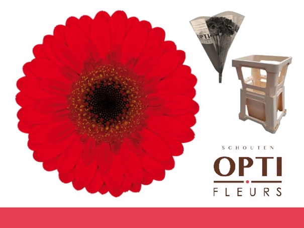 <h4>Germini Nirvana Water</h4>