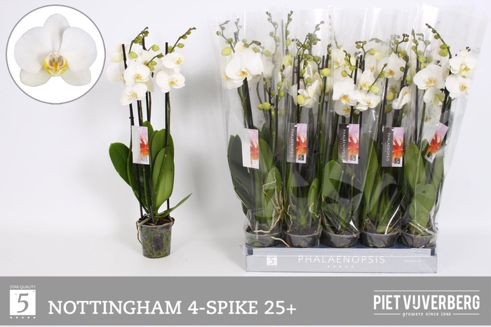 <h4>PHAL AN NOTTINGHAM</h4>