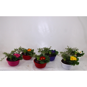 Hello Winter in schaal Juul