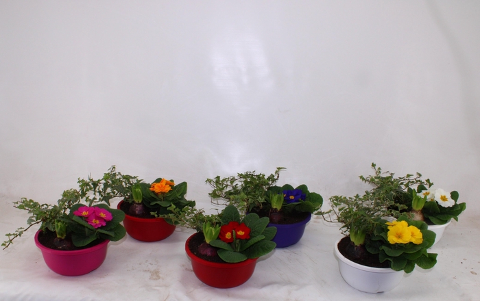 <h4>Hello Winter in schaal Juul</h4>