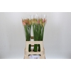 Nerine Vesta K