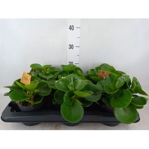Peperomia obt. 'Green Gold'