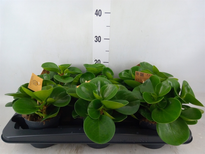 <h4>Peperomia obt. 'Green Gold'</h4>