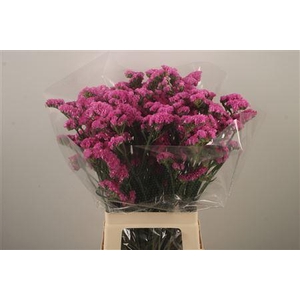 Lim S Fantasia Wings ( Dark Pink )