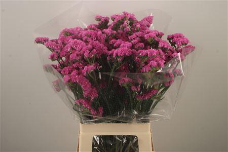 <h4>Lim S Fantasia Wings ( Dark Pink )</h4>