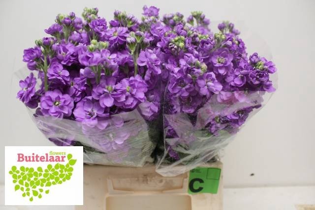 <h4>MATTH ANYT LAVENDER</h4>
