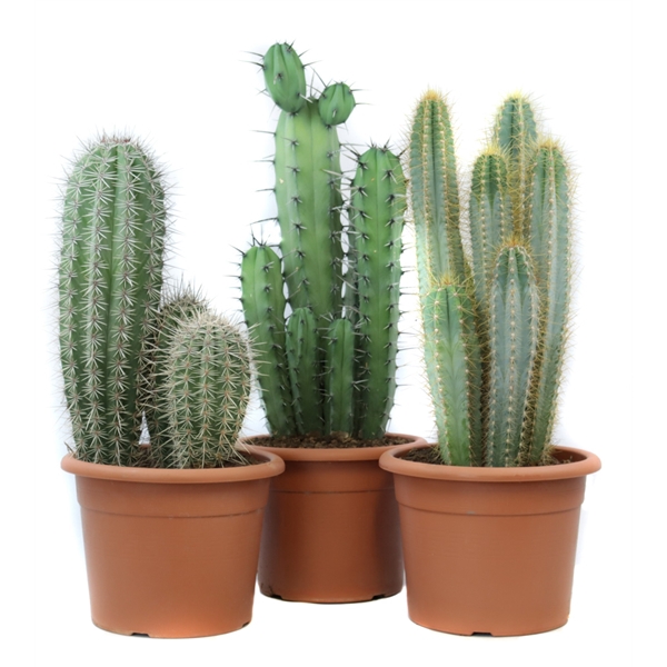 <h4>Cactus canarias 26 cm</h4>