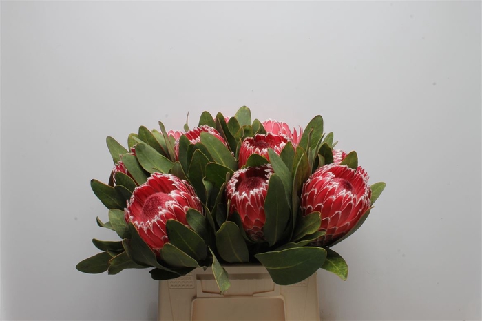 <h4>Protea Empress</h4>