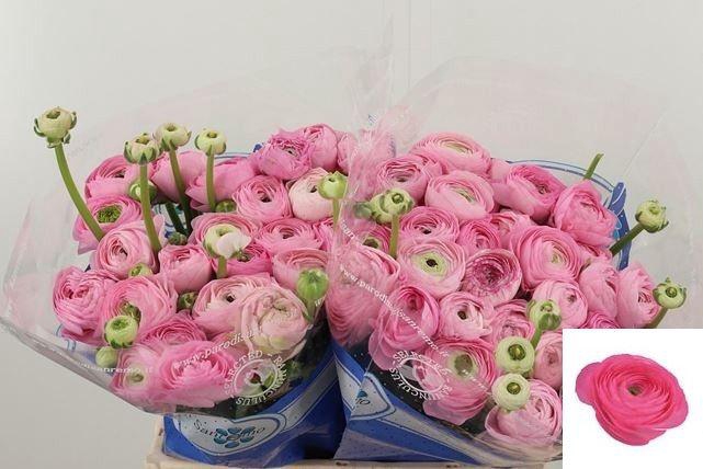 <h4>RAN SU CONFETTO</h4>