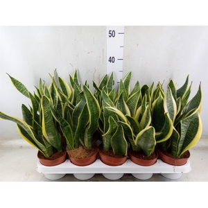 Sansevieria trifa. 'Futura Superba'