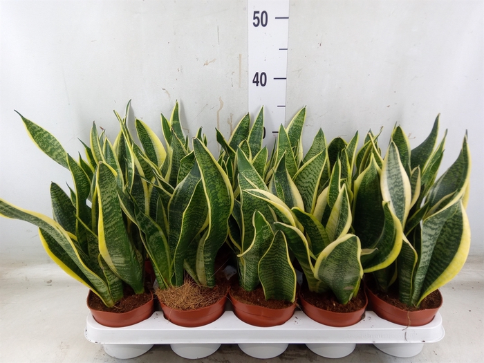 <h4>Sansevieria trifa. 'Futura Superba'</h4>