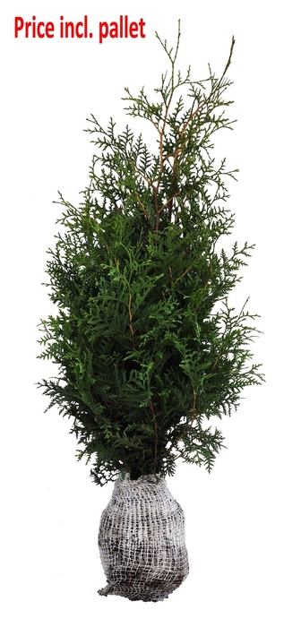 <h4>Thuja occ. Brabant, plantmaat 100+ cm - Rondgestoken - KLUIT</h4>