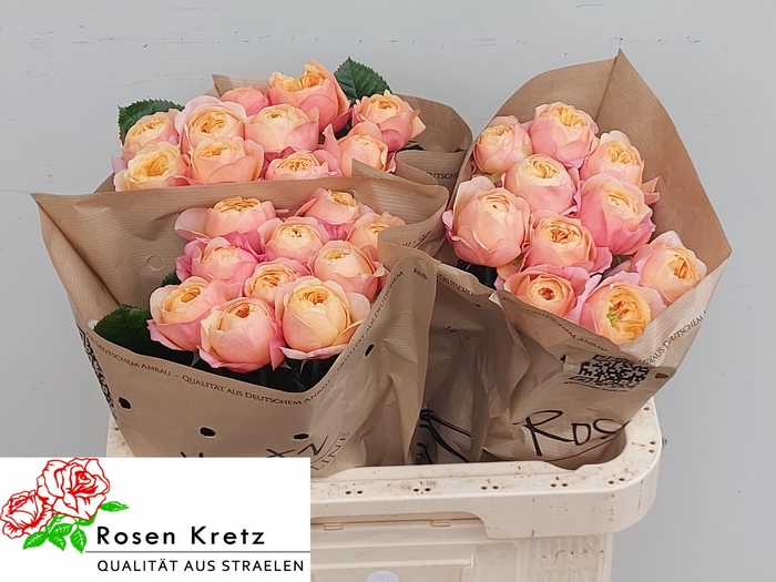 <h4>R GR DORSET!</h4>