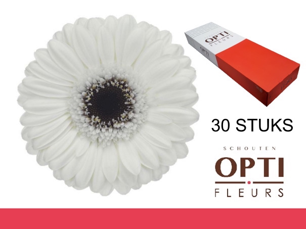 <h4>GE MI LIDO-Doosx30</h4>