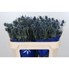 Eryngium Blue Dynamite