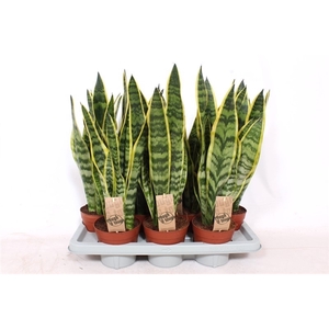 Sansevieria Laurentii