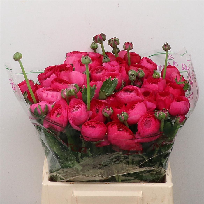 <h4>Ran Su Sr Cic Cerise Extra</h4>