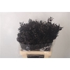 Ruscus. Black Per Stem