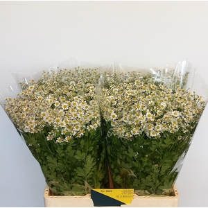 TANA PA SINGLE VEGMO