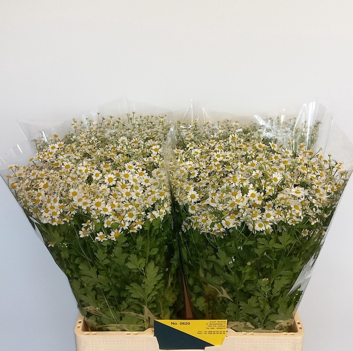 <h4>TANA PA SINGLE VEGMO</h4>