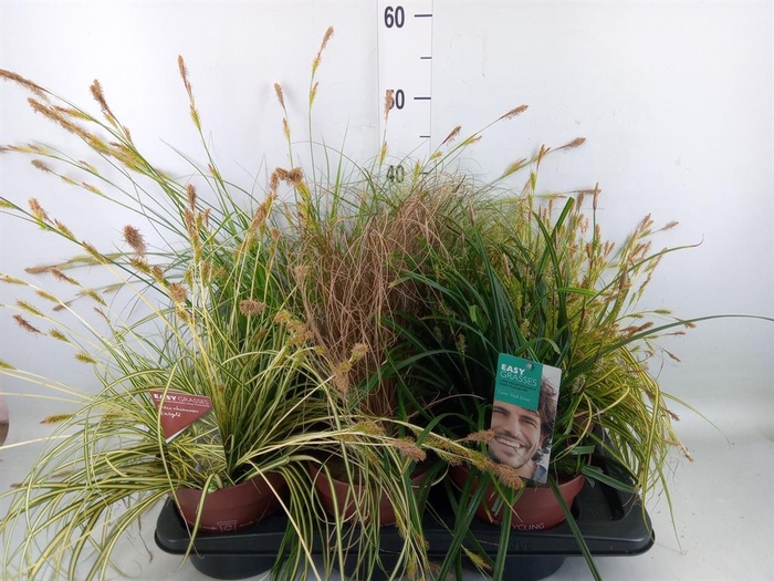 <h4>Carex   ...mix</h4>