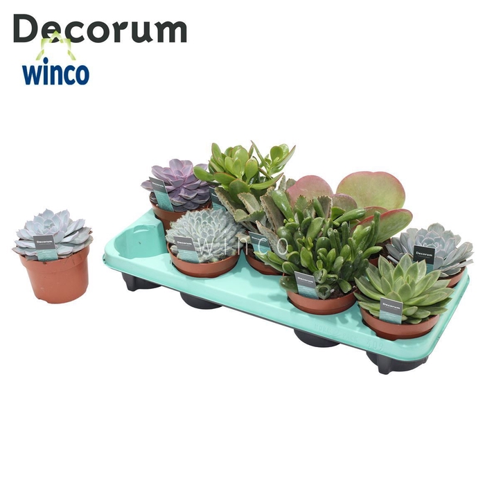 Succulenten Mix (9spc.) (decorum) Decorum+Steker