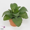 KALANCHOE DAIGREMONT