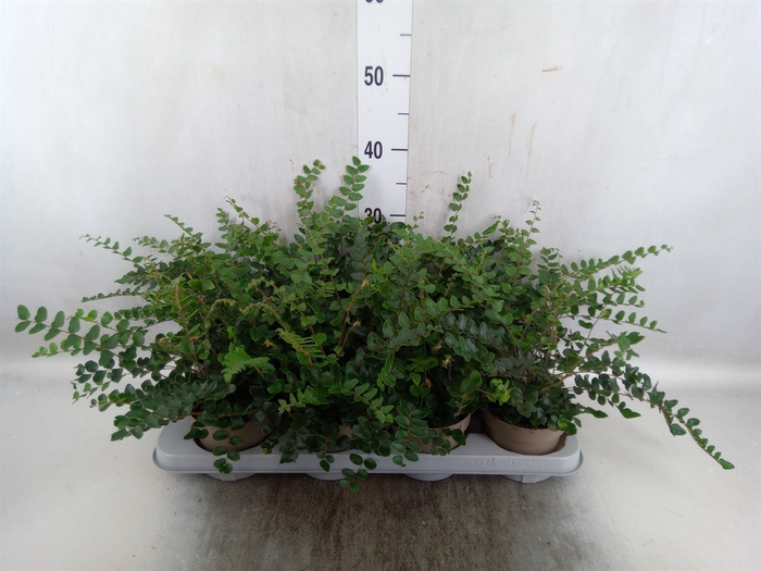 <h4>Pellaea rotundifolia</h4>