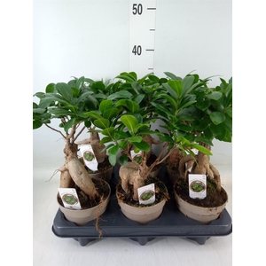 Ficus microcarpa 'Ginseng'