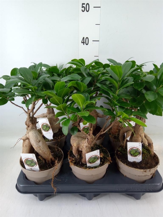 <h4>Ficus microcarpa 'Ginseng'</h4>