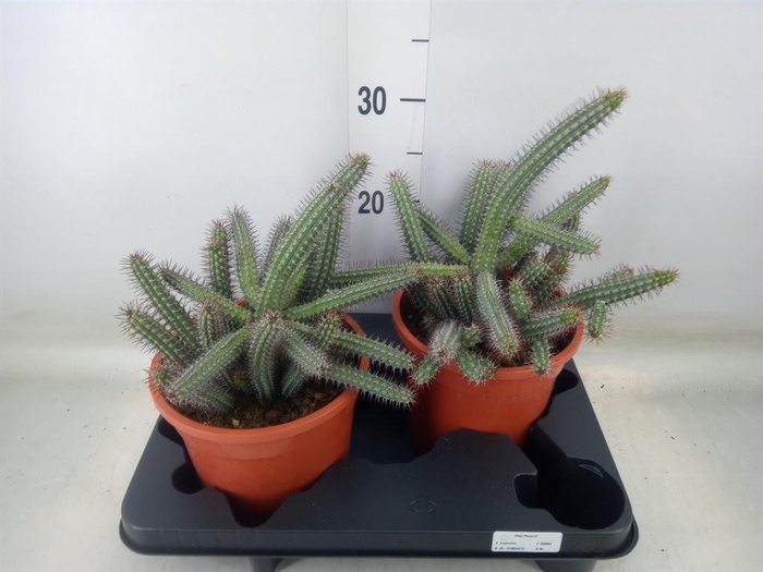 <h4>Euphorbia baioensis</h4>