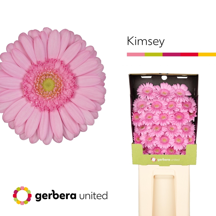 <h4>Ge Mi Kimsey</h4>
