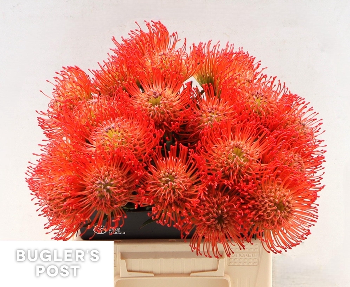 <h4>LEUCO CO SUCCESSION</h4>