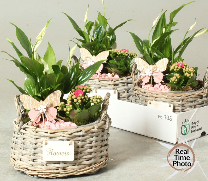 <h4>ARR KAMERPL</h4>