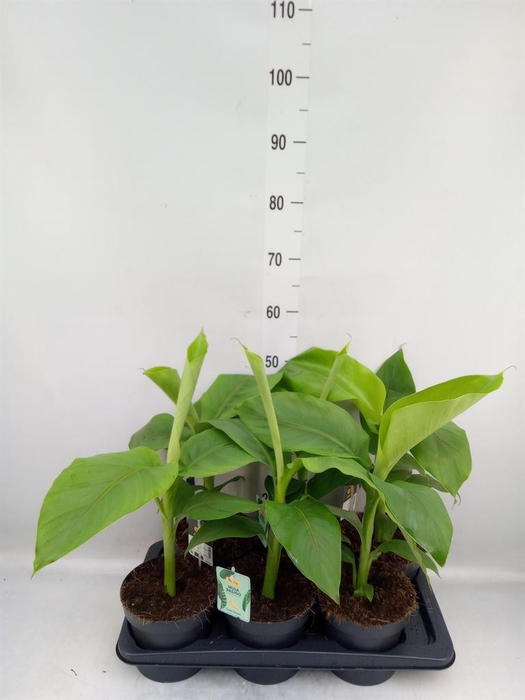 <h4>Musa basjoo</h4>