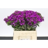 Dianthus Br Amazon Neon Purple