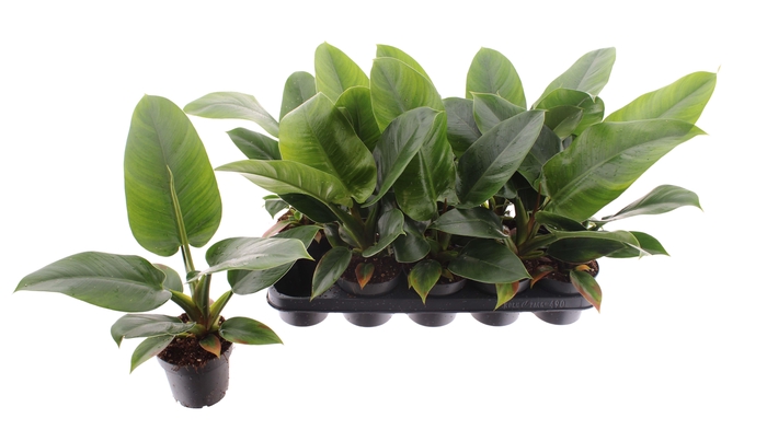 Philodendron Imperial Green 12Ø 30cm