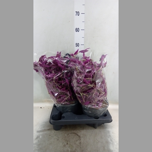 Tradescantia zebr. 'Pink Paradise'