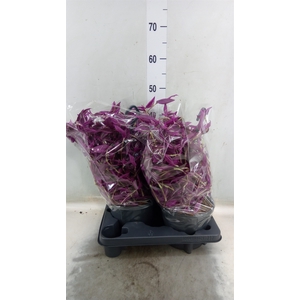 Tradescantia zebr. 'Pink Paradise'