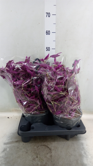 <h4>Tradescantia zebr. 'Pink Paradise'</h4>