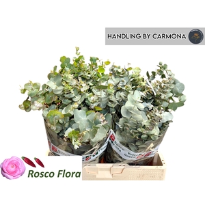 EUC BRIDGESIANA P BS