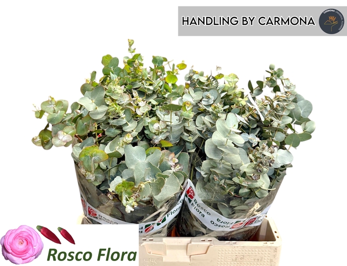 <h4>EUC BRIDGESIANA P BS</h4>