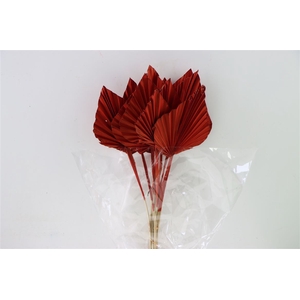 Dried Palm Spear 10pc Bordeaux Bunch