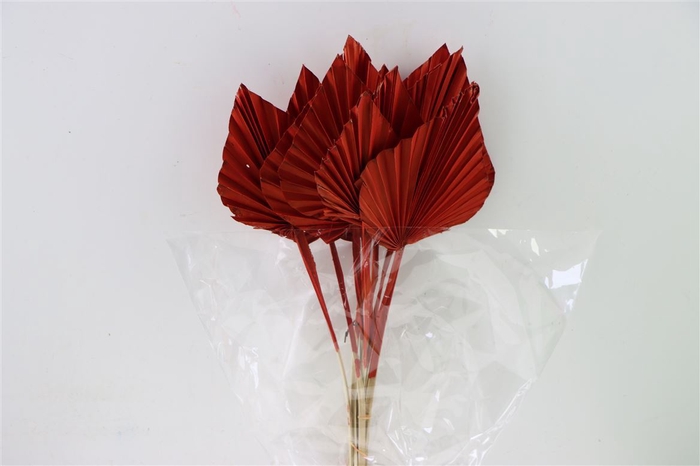 <h4>Dried Palm Spear 10pc Bordeaux Bunch</h4>